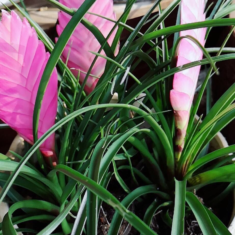  铁兰花紫花凤梨品种室内铁兰盆栽绿植四季净化空气去甲醛花卉